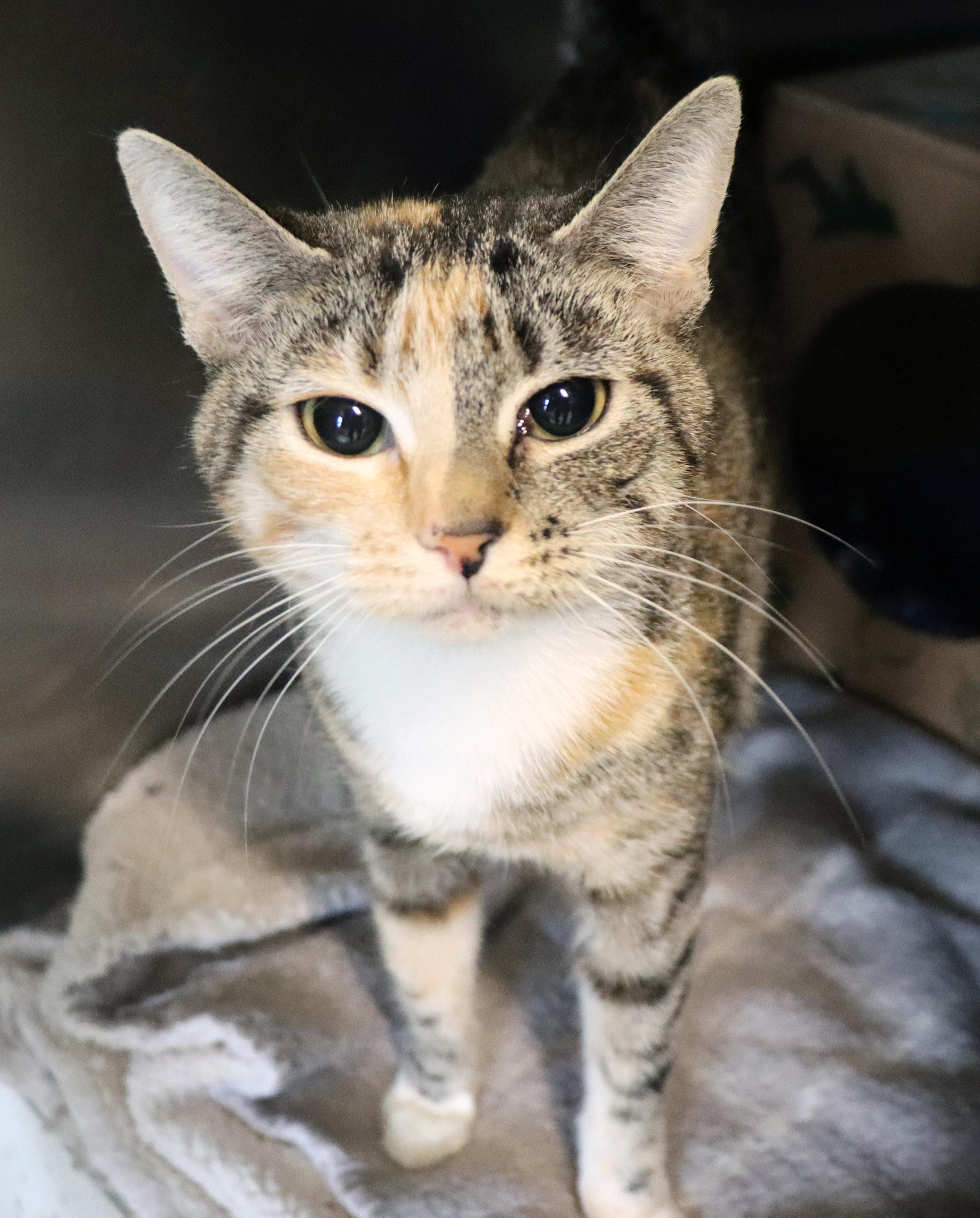 Enlarge Gloria, an adopted Domestic Short Hair in House Springs, MO image 1/1