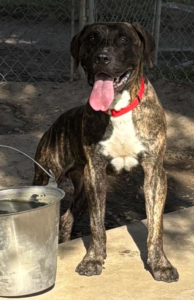 Enlarge Ralphy, a Adoptable Mixed Breed in Ocala, FL image 1/4