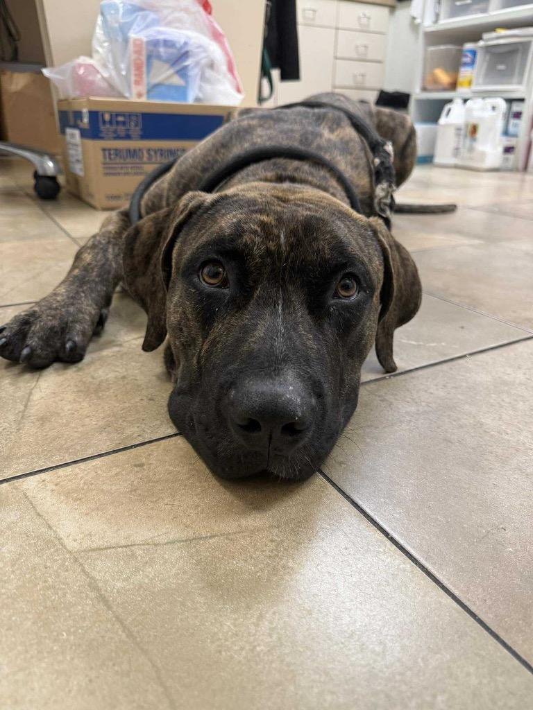 Ralphy, Adoptable, Young Male Mixed Breed.