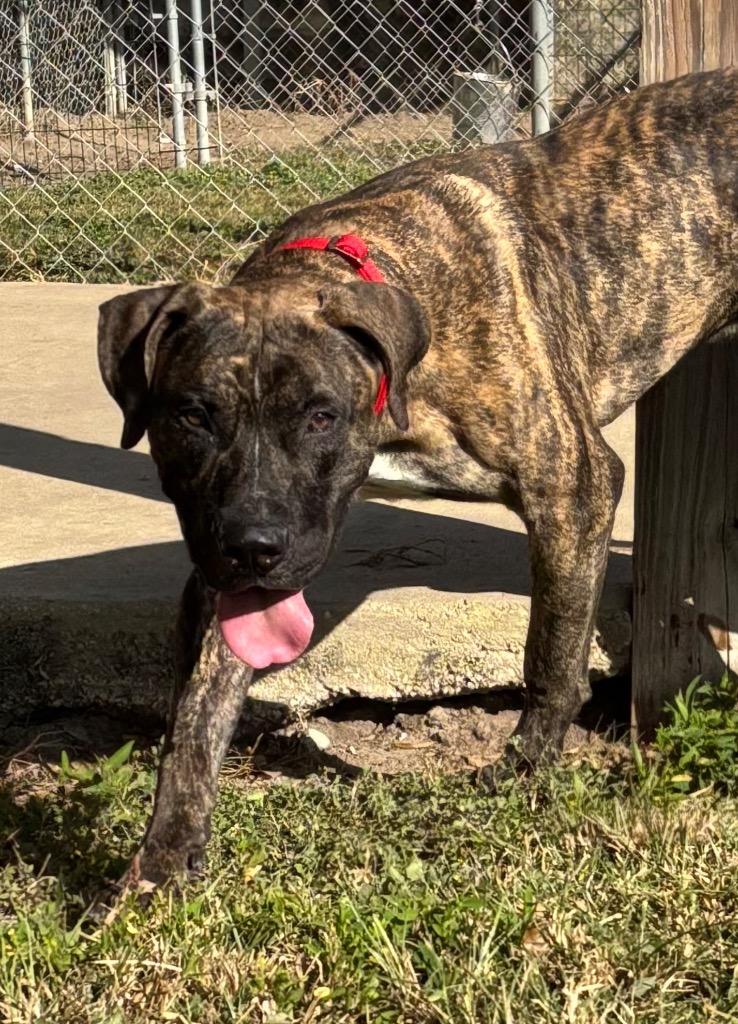 Enlarge Ralphy, a Adoptable Mixed Breed in Ocala, FL image 4/4