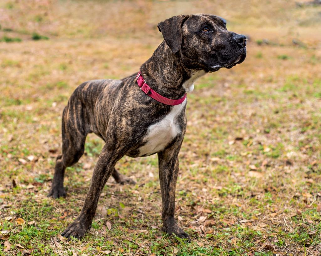 Enlarge Ralphy, a Adoptable Mixed Breed in Ocala, FL image 4/4