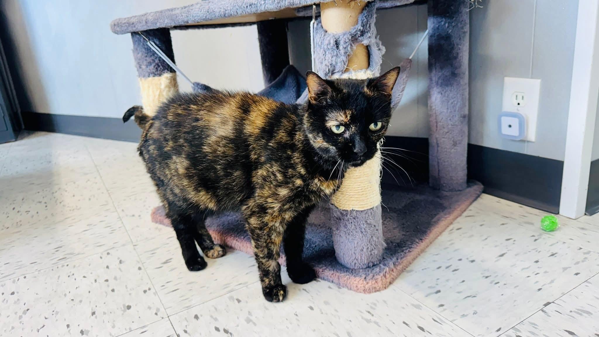 Enlarge Kate, a Adopted Domestic Short Hair in North Platte, NE image 2/6