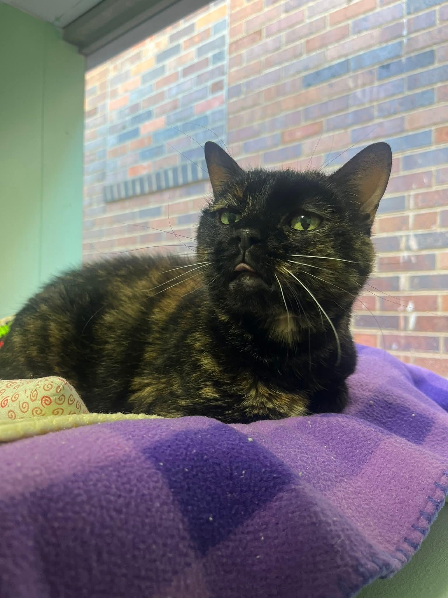 Enlarge Kate, a Adopted Domestic Short Hair in North Platte, NE image 3/6