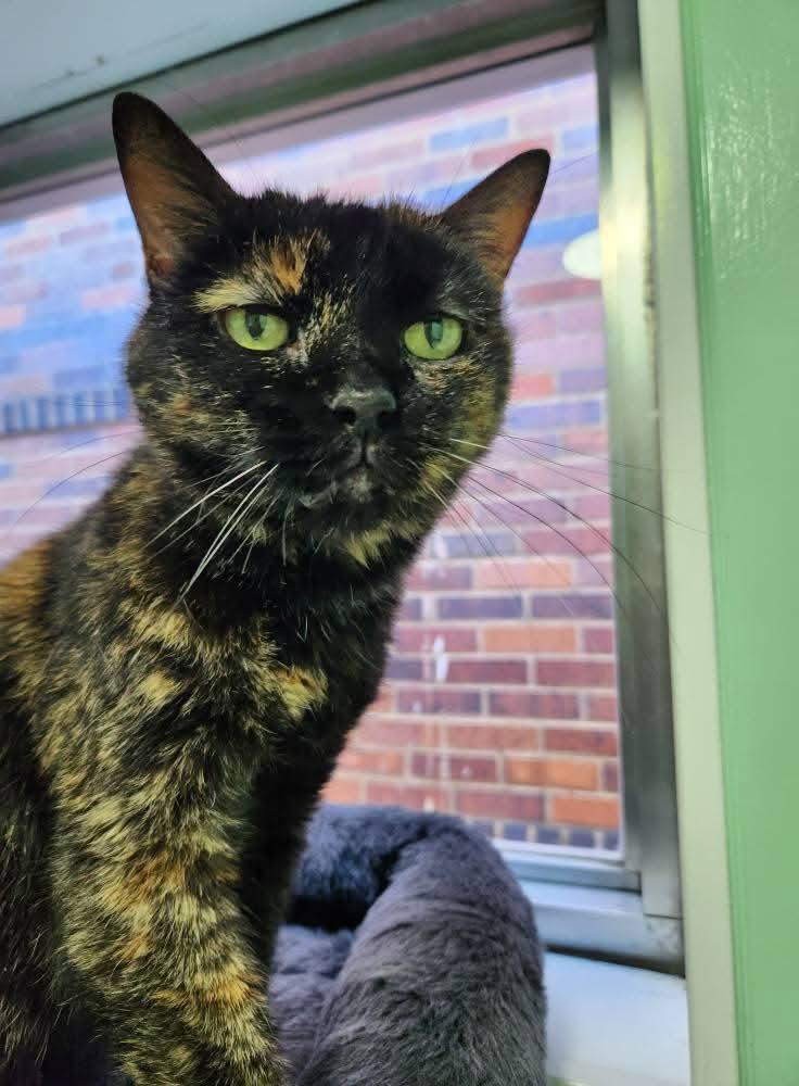 Enlarge Kate, a Adopted Domestic Short Hair in North Platte, NE image 4/6