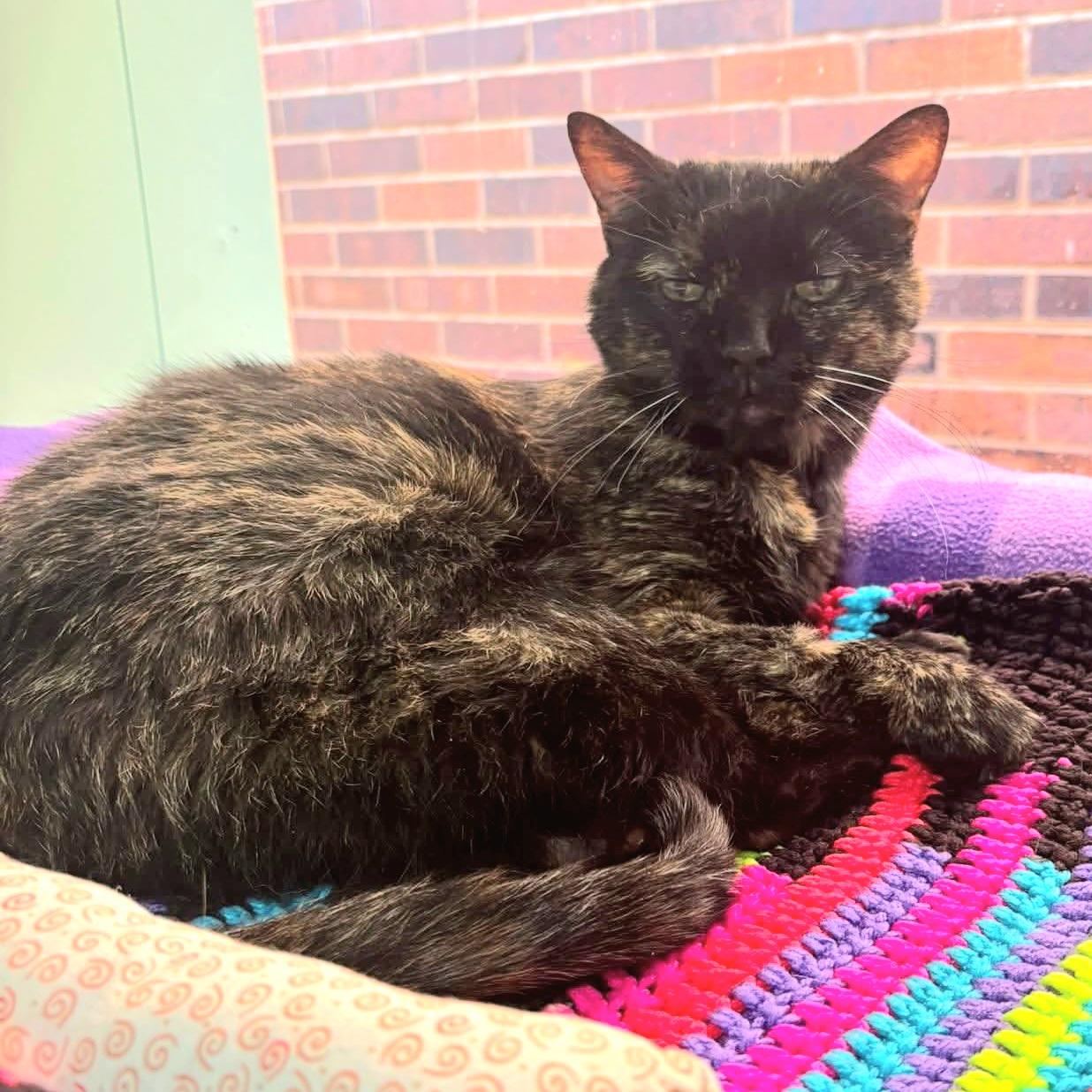 Kate, an adoptable Domestic Short Hair in North Platte, NE, 69101 | Photo Image 5