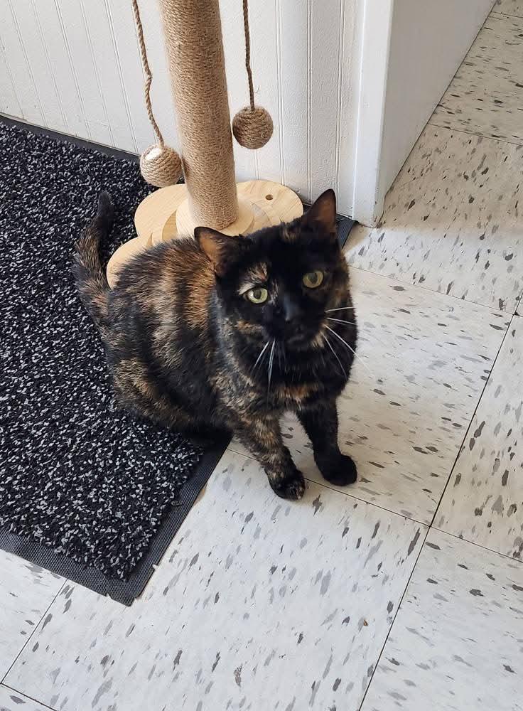 Enlarge Kate, a Adopted Domestic Short Hair in North Platte, NE image 6/6