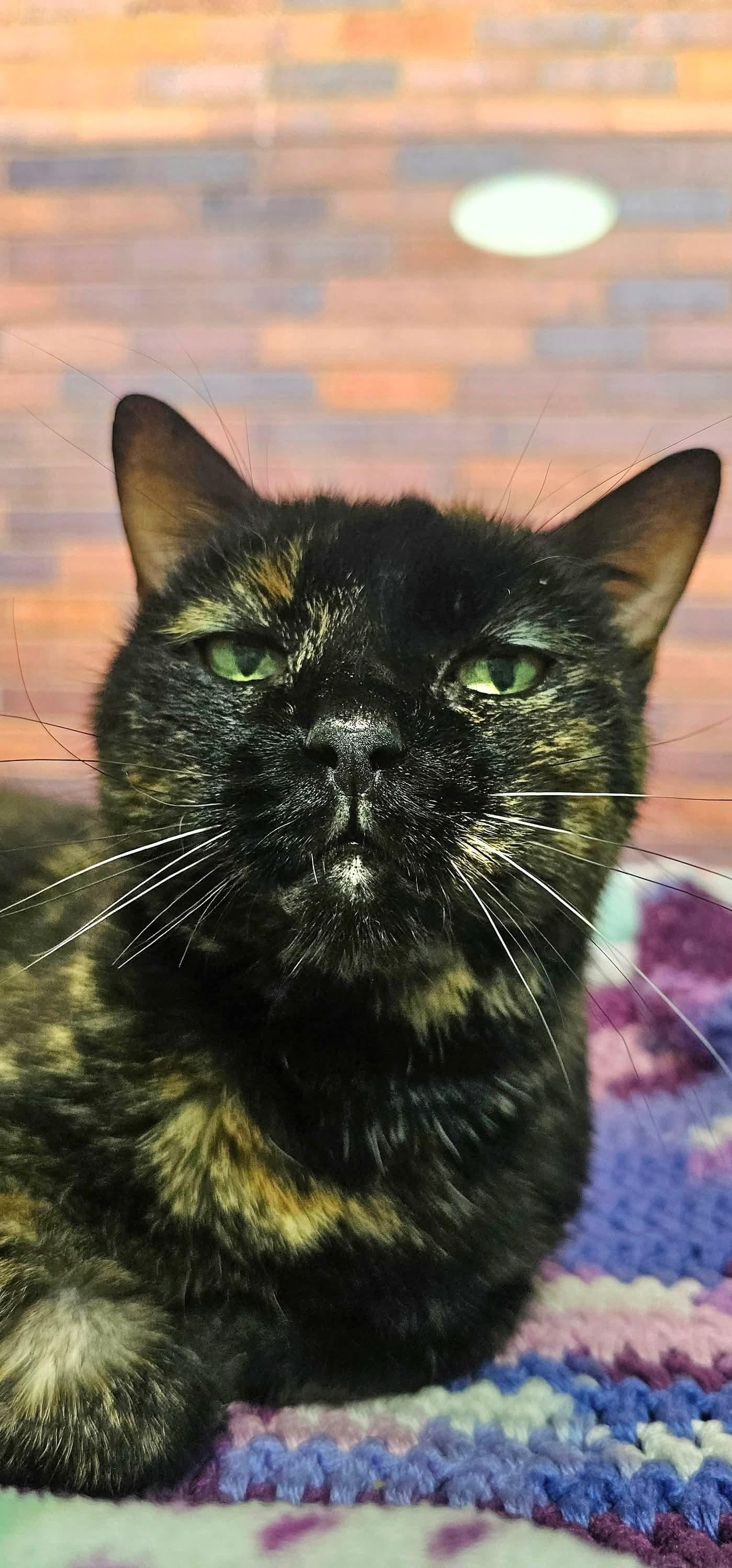 Enlarge Kate, a Adopted Domestic Short Hair in North Platte, NE image 1/6