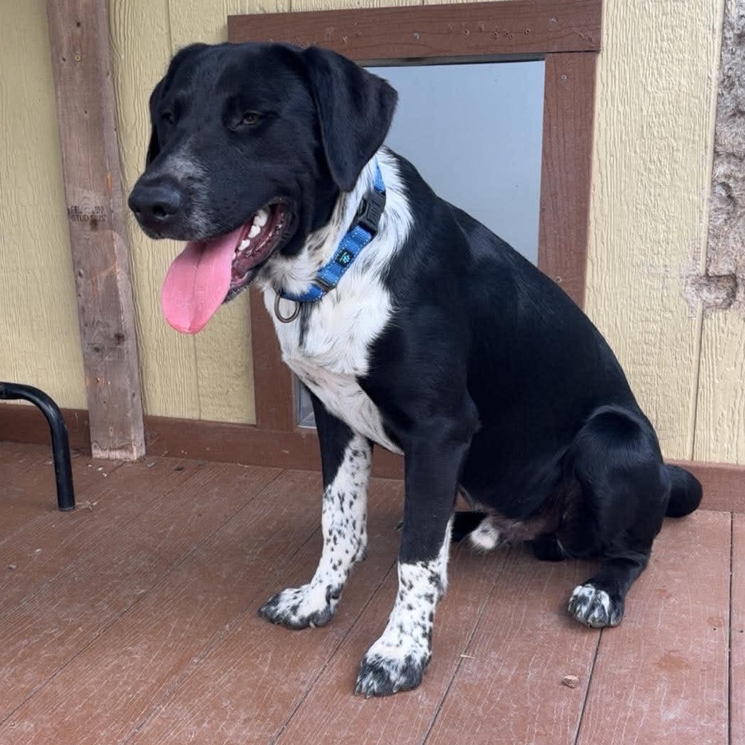 Enlarge Pacey, a Adoptable mixed breed in Tioga, PA image 3/6