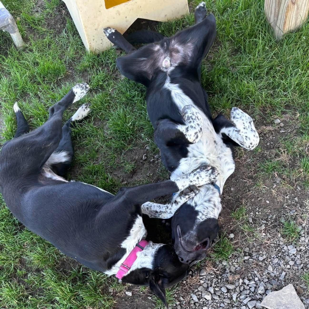Enlarge Pacey, a Adoptable mixed breed in Tioga, PA image 4/6