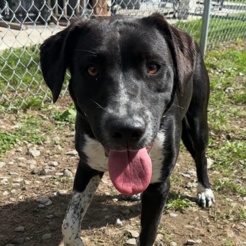 Pacey, Adoptable, Young Male Border Collie.