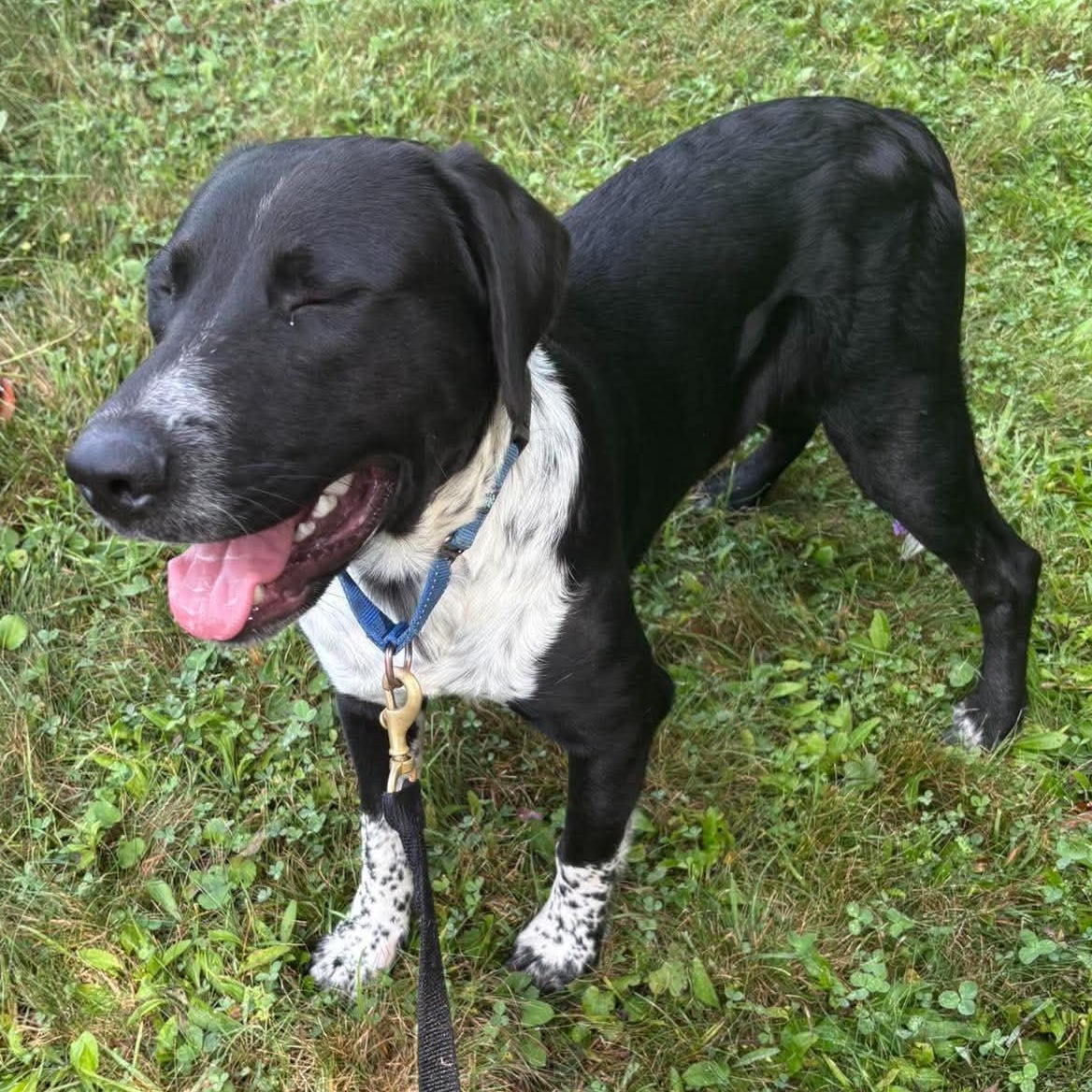 Enlarge Pacey, a Adoptable mixed breed in Tioga, PA image 6/6