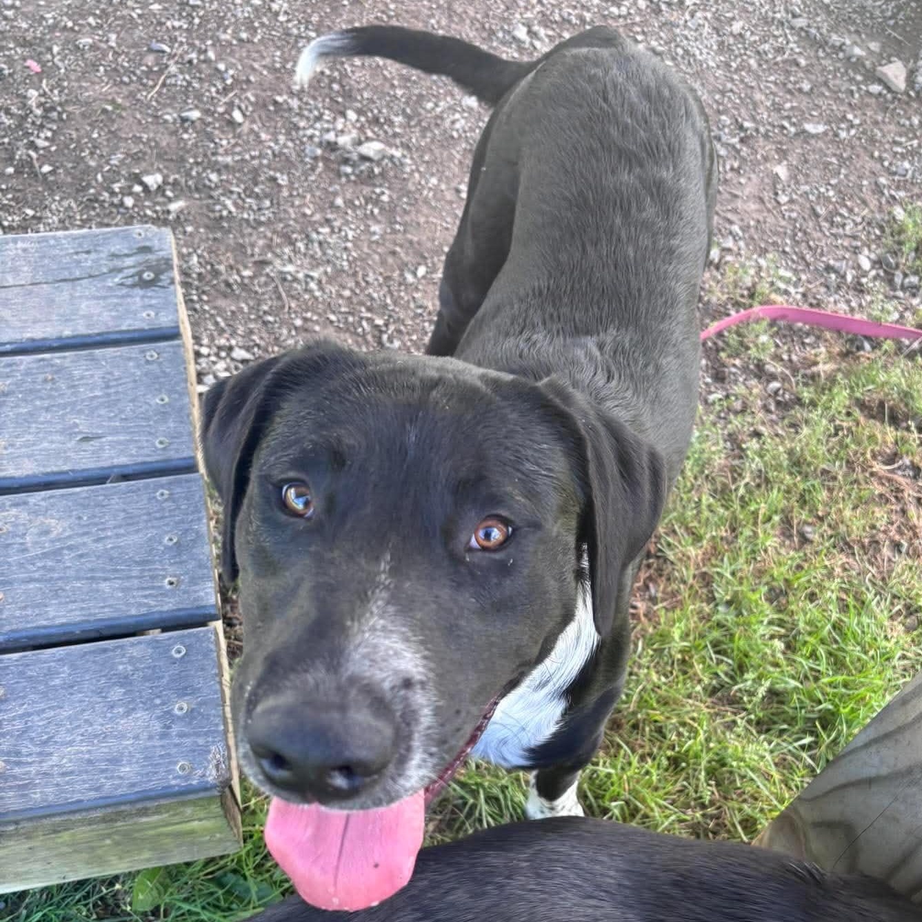 Enlarge Pacey, a Adoptable mixed breed in Tioga, PA image 2/6