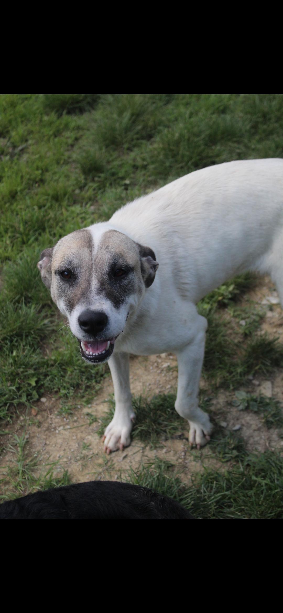 Enlarge Tesla, a Adopted mixed breed in Berea, KY image 3/3
