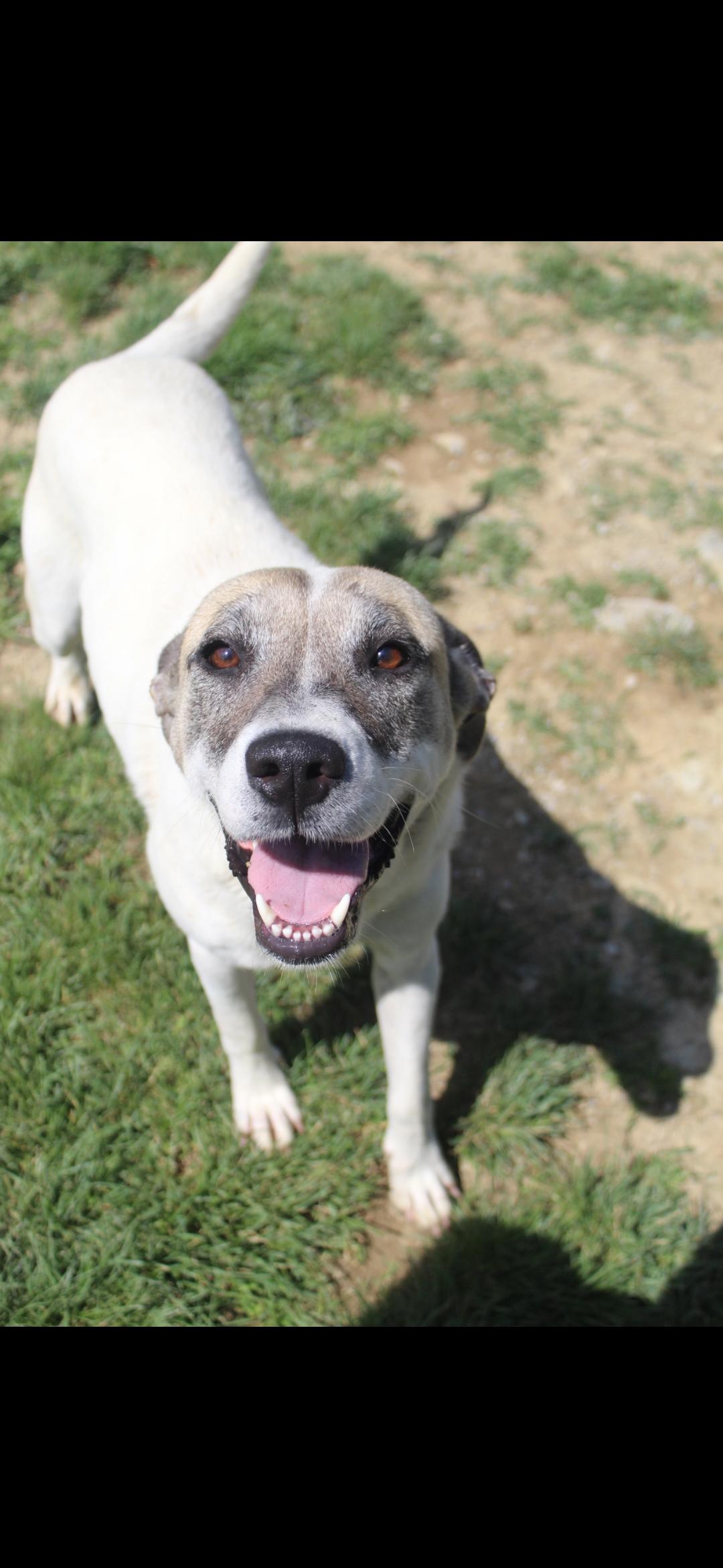 Enlarge Tesla, a Adopted mixed breed in Berea, KY image 2/3