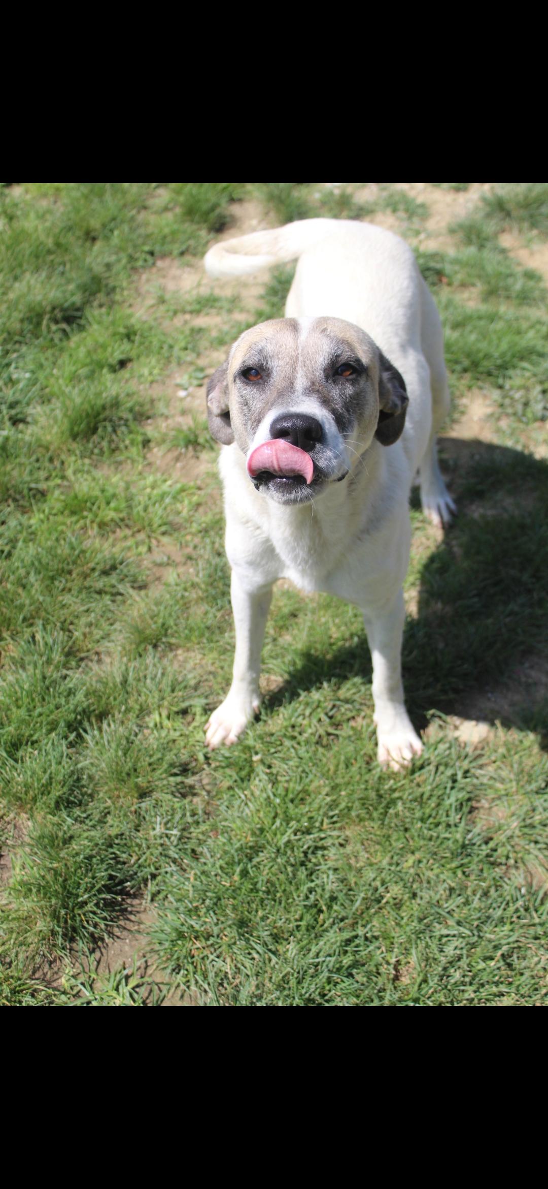 Enlarge Tesla, a Adopted mixed breed in Berea, KY image 1/3