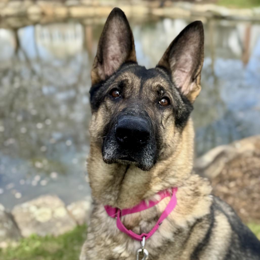 Enlarge Sheeba, a Adoptable German Shepherd Dog in Chester Springs, PA image 2/6