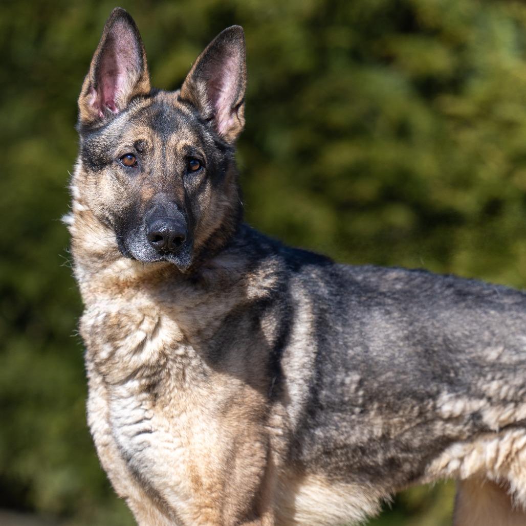 Enlarge Sheeba, a Adoptable German Shepherd Dog in Chester Springs, PA image 5/6