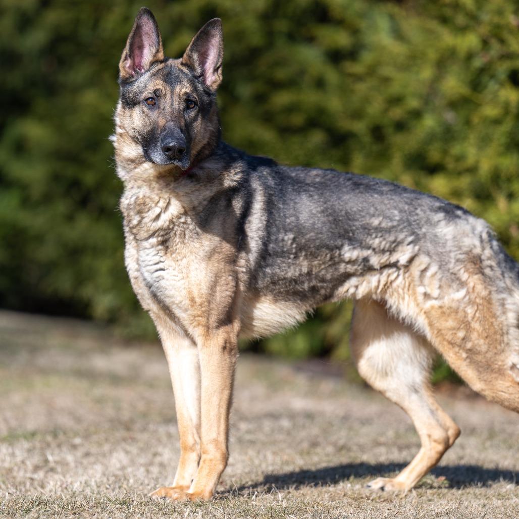 Enlarge Sheeba, a Adoptable German Shepherd Dog in Chester Springs, PA image 4/6