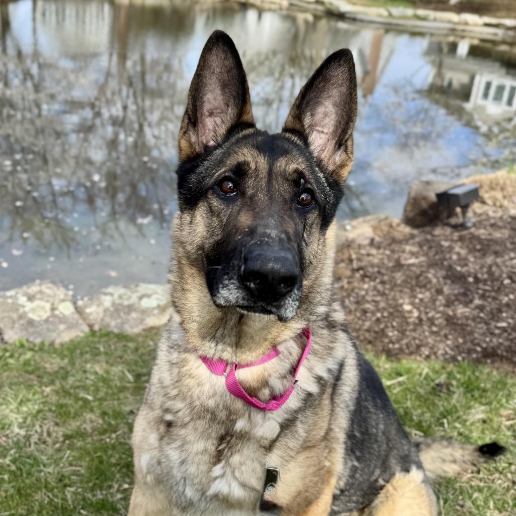 Enlarge Sheeba, a Adoptable German Shepherd Dog in Chester Springs, PA image 1/6