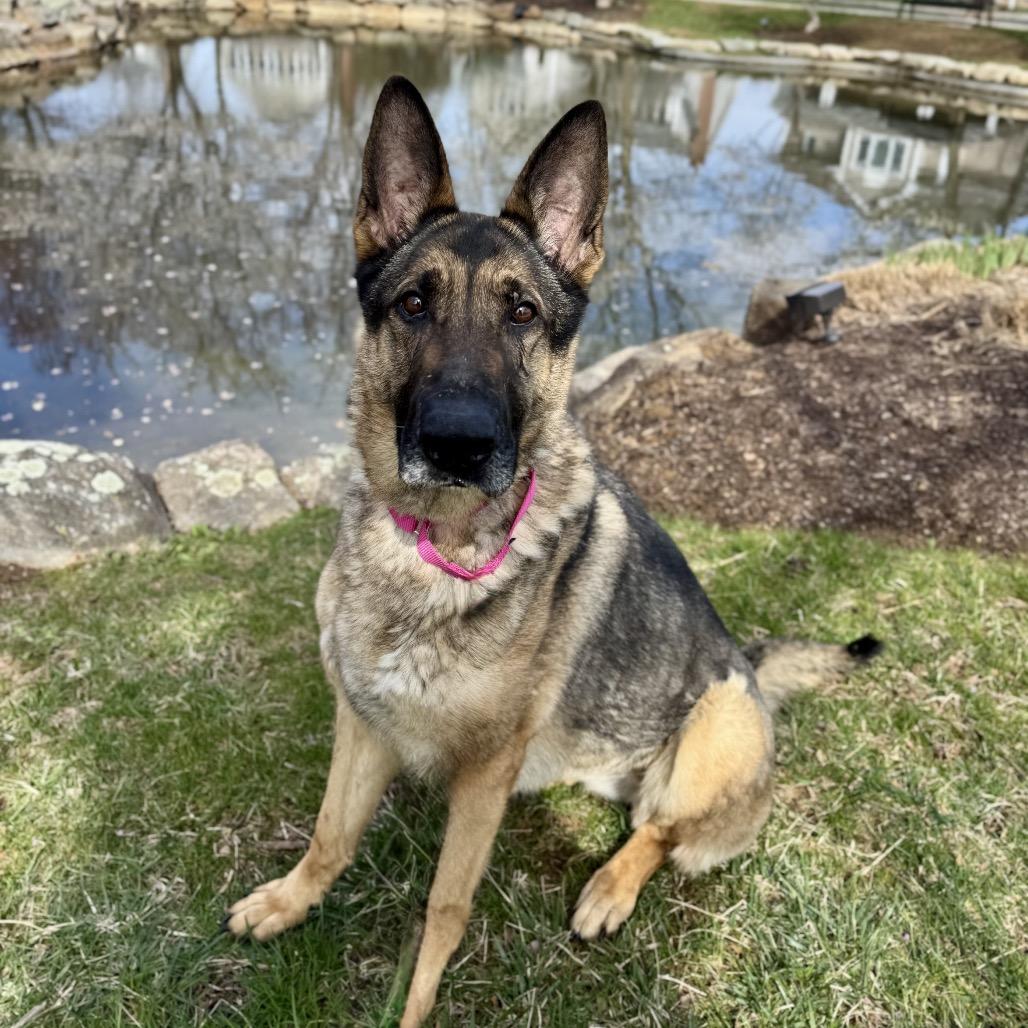 Enlarge Sheeba, a Adoptable German Shepherd Dog in Chester Springs, PA image 3/6