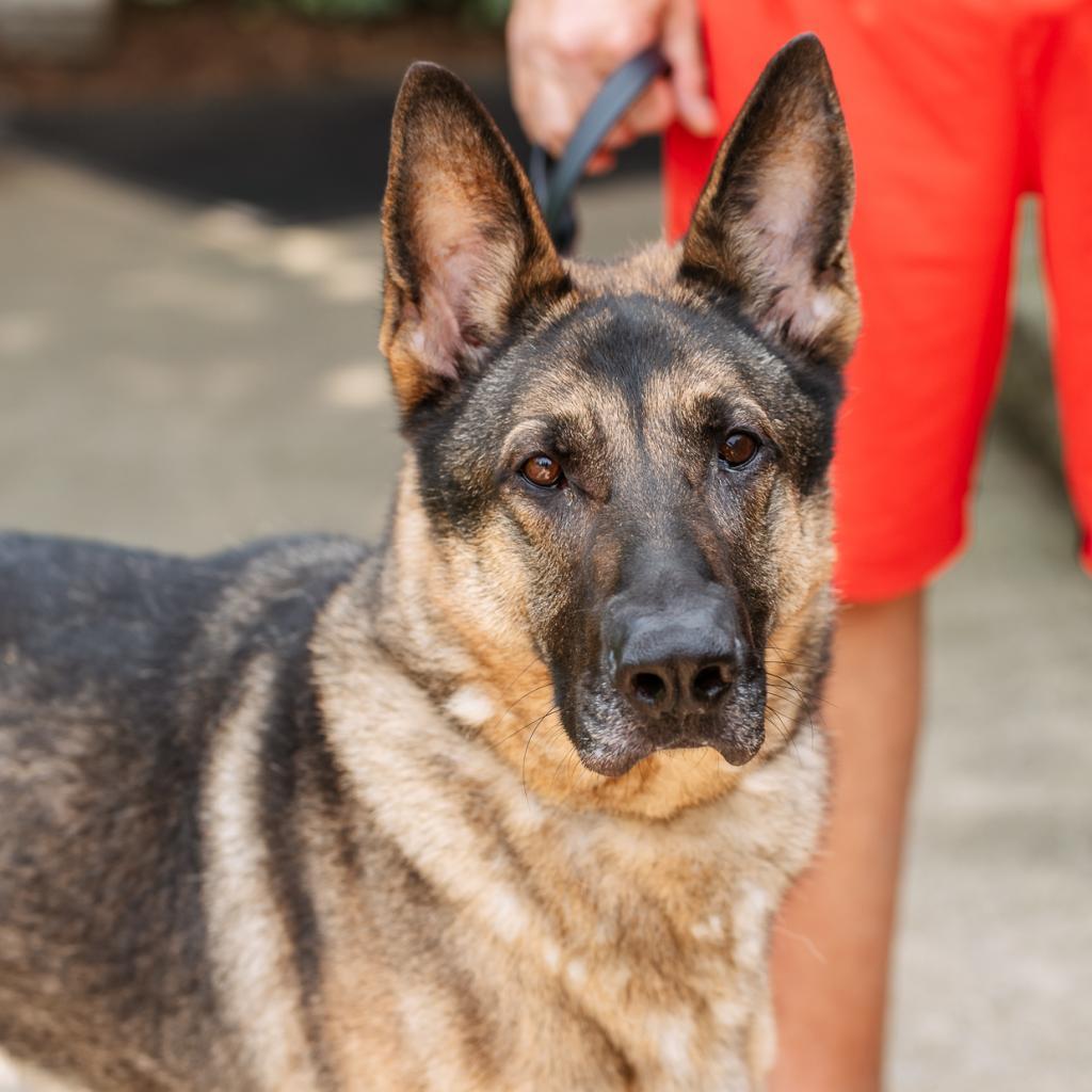 Enlarge Sheeba, a Adoptable German Shepherd Dog in Chester Springs, PA image 6/6