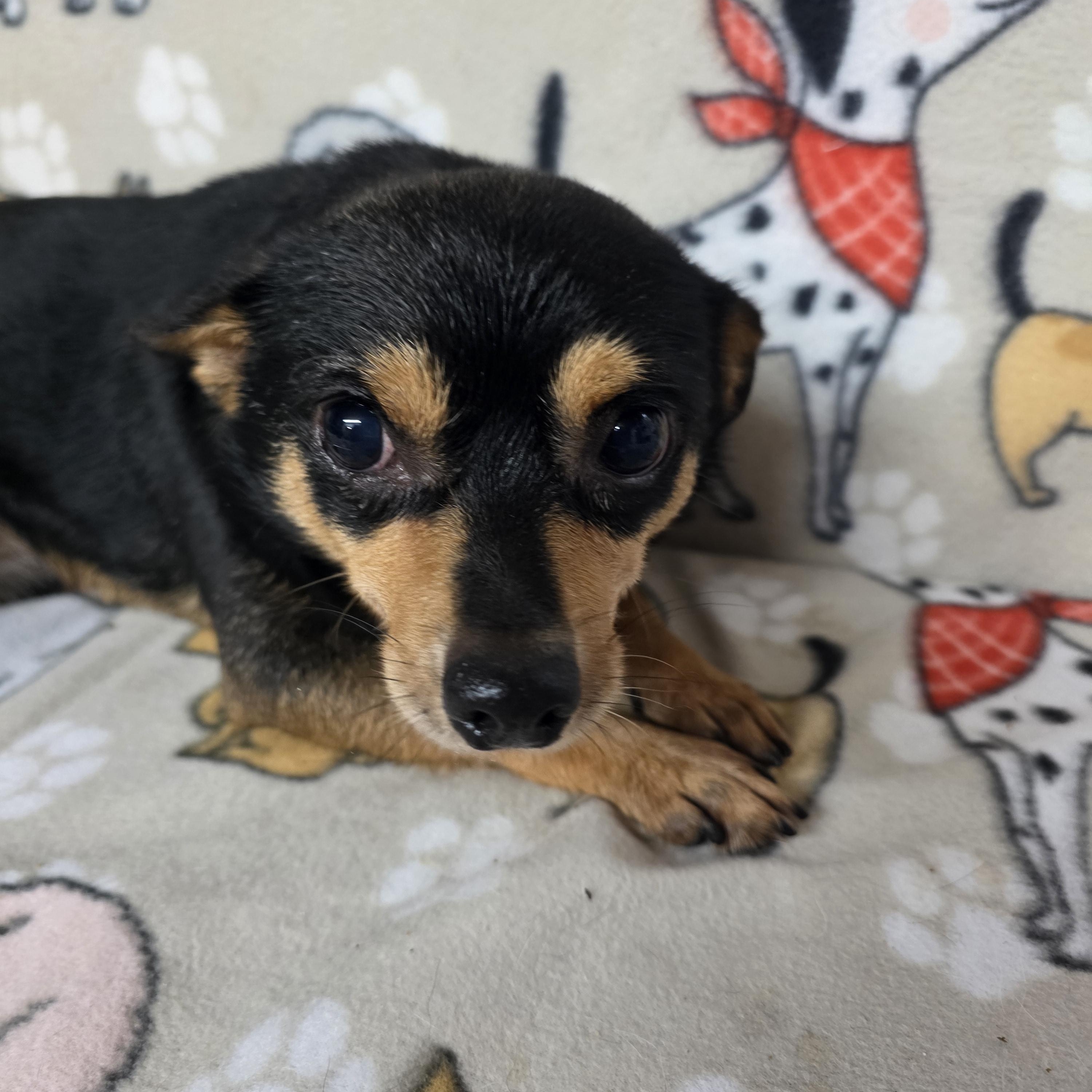 Malcolm, a ADOPTABLE mixed breed in Dallas, GA image 2/3