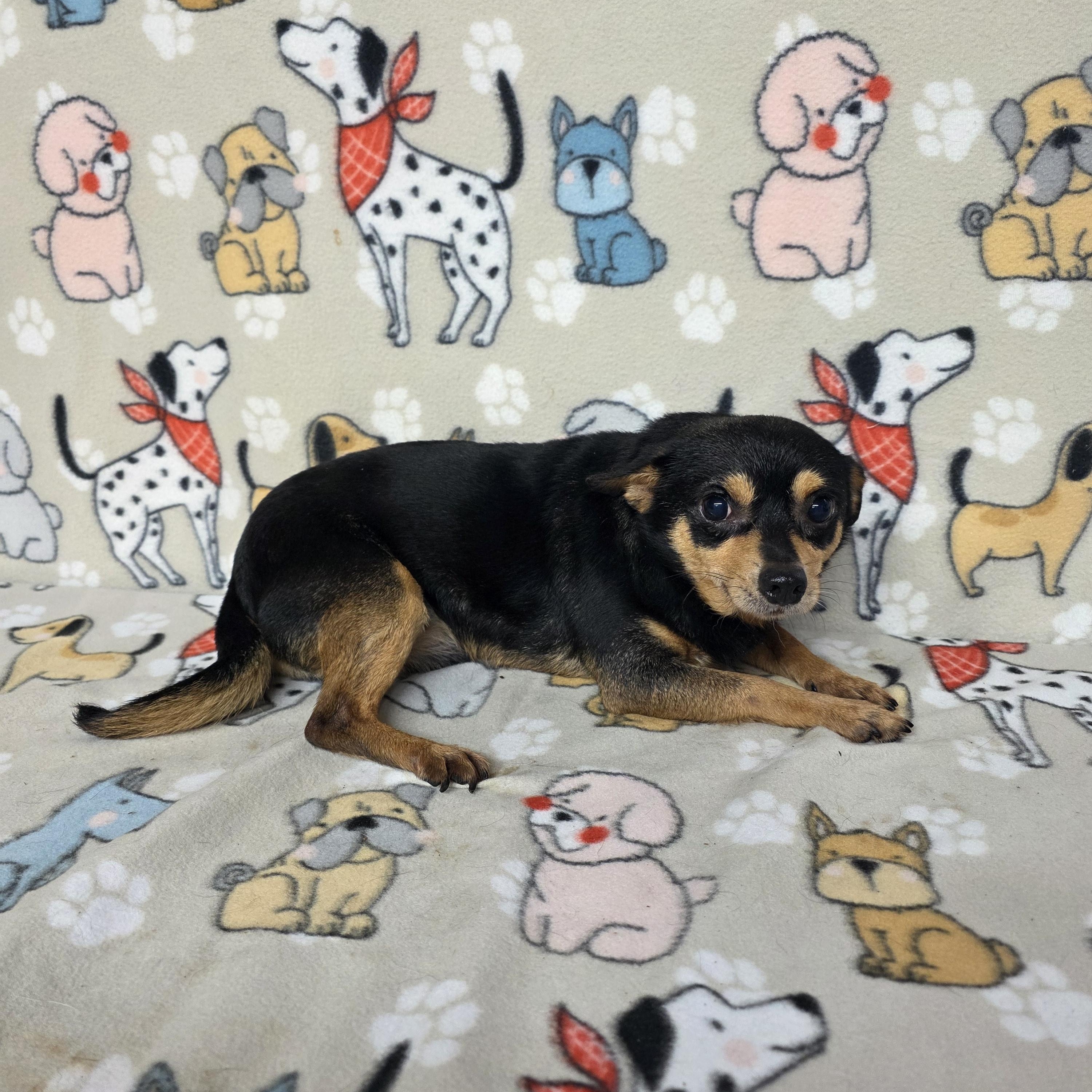 Malcolm, a ADOPTABLE mixed breed in Dallas, GA image 3/3