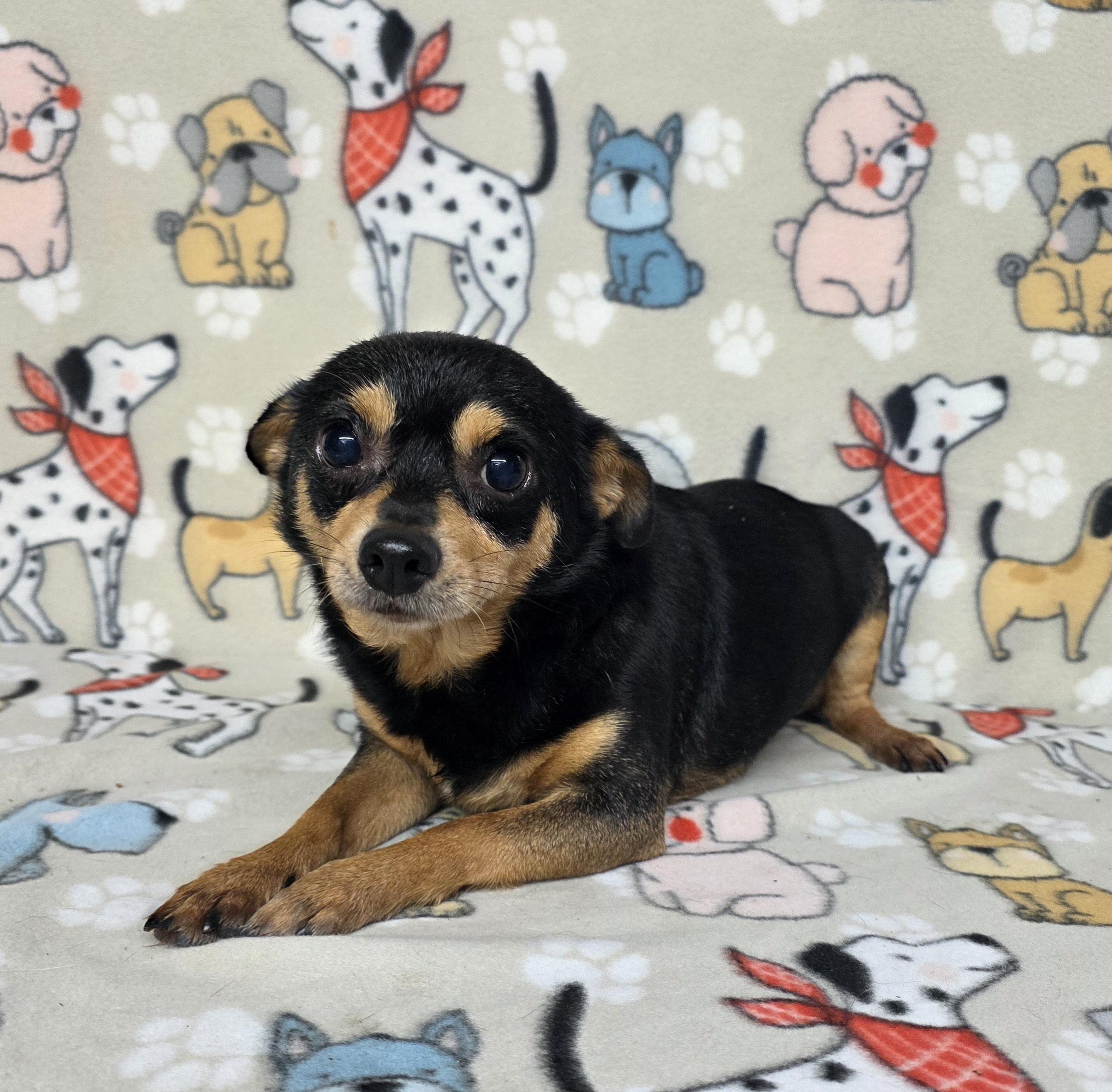 Malcolm, ADOPTABLE, Adult Male Chihuahua.