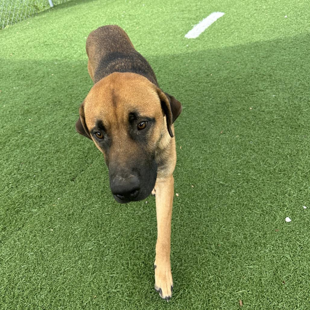 Dirk, Adoptable, Young Male Shepherd.