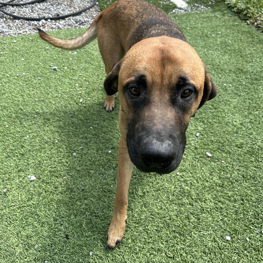 Dirk, a Adoptable Shepherd in Batavia, OH image 2/6