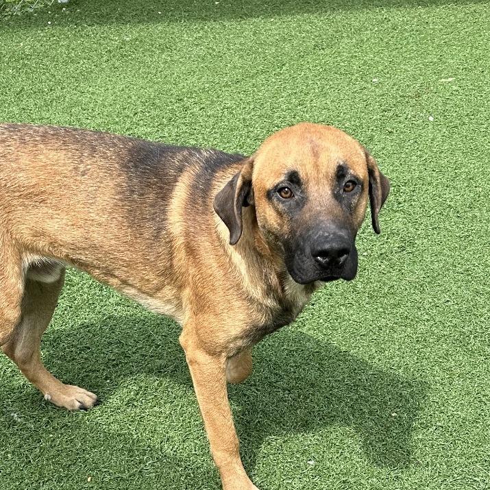 Dirk, a Adoptable Shepherd in Batavia, OH image 3/6