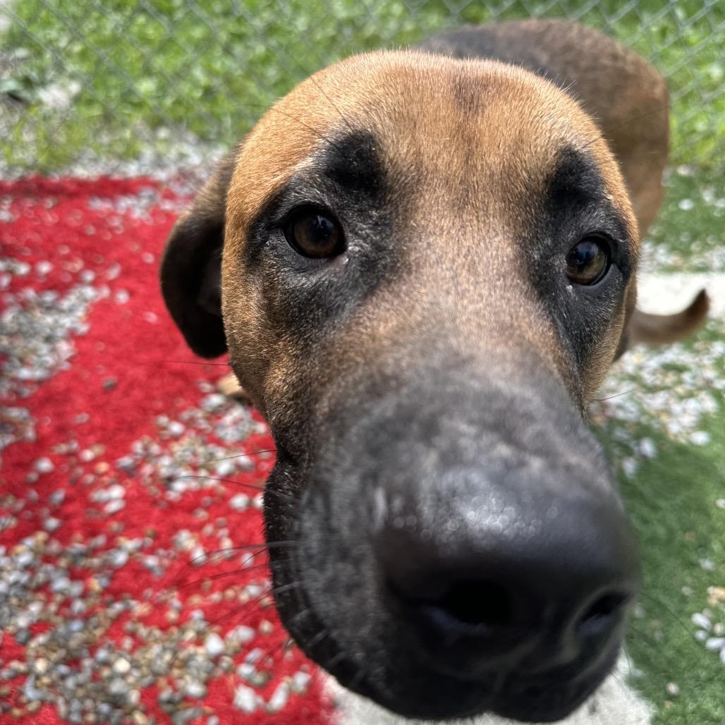 Dirk, a Adoptable Shepherd in Batavia, OH image 4/6