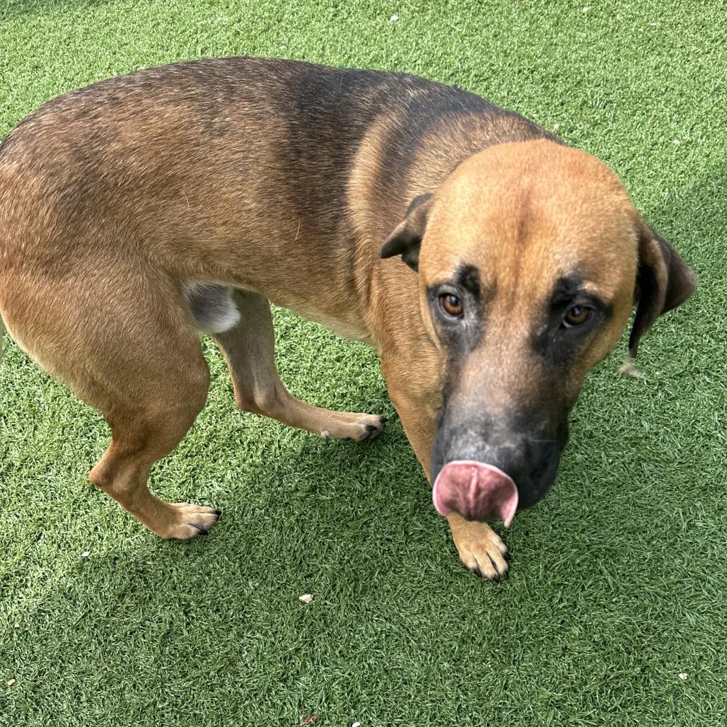 Dirk, a Adoptable Shepherd in Batavia, OH image 5/6