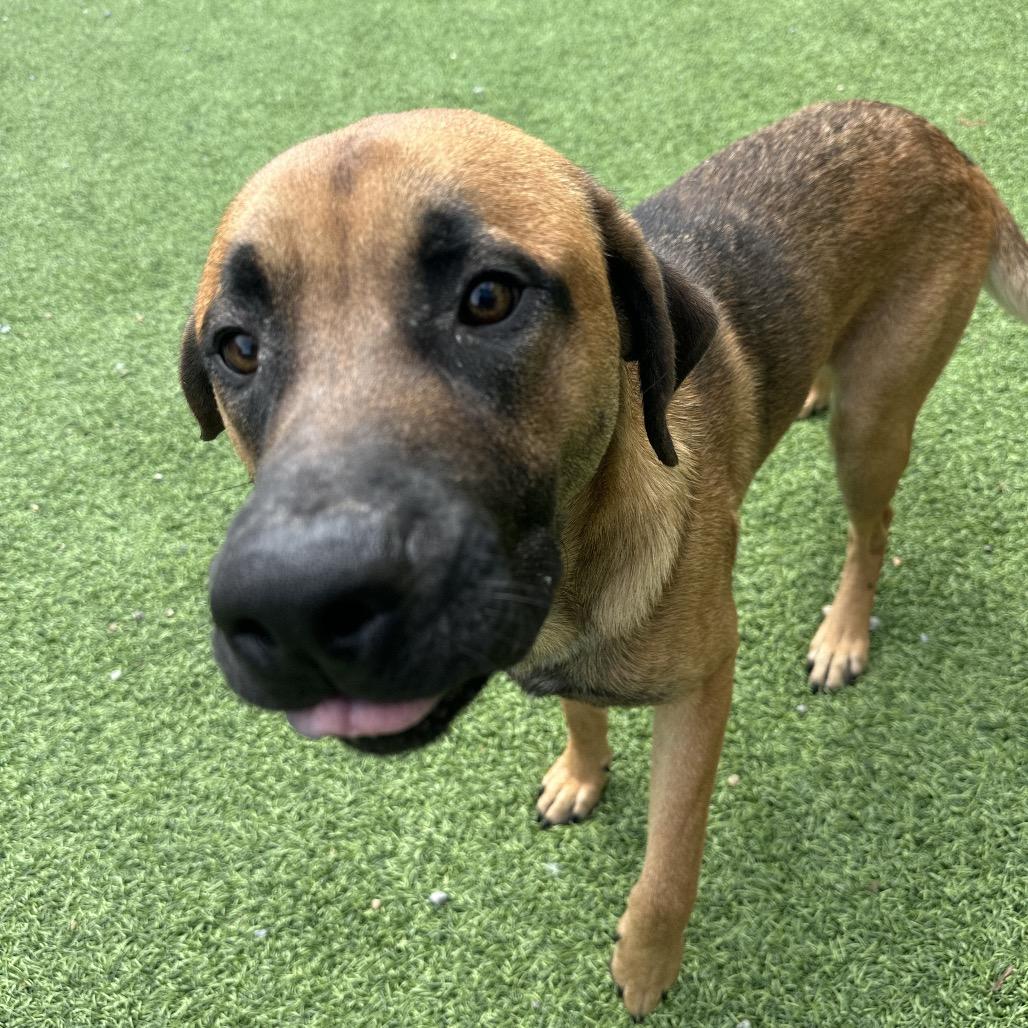Dirk, a Adoptable Shepherd in Batavia, OH image 6/6
