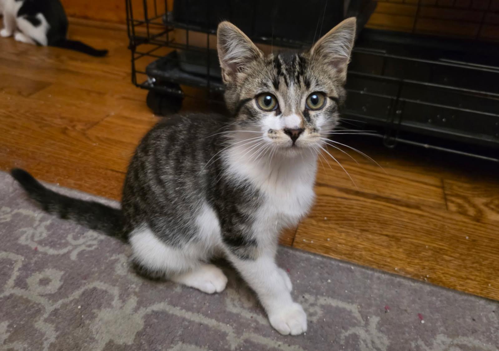 Peter, Adoptable, Kitten Male Domestic Short Hair.