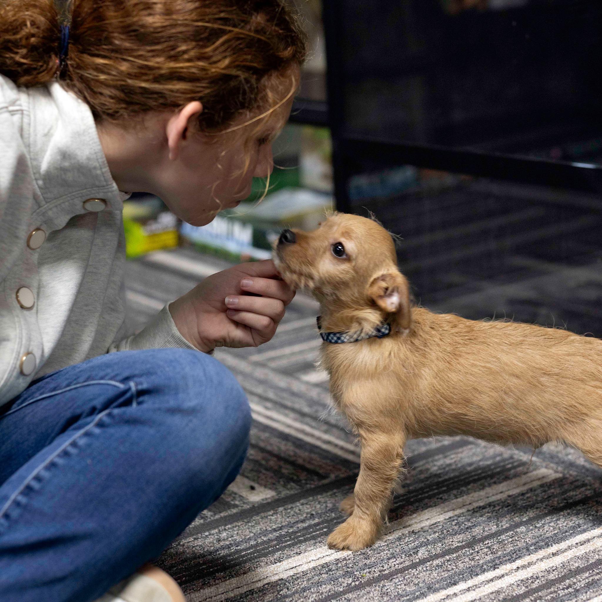 Epsilon, Adopted, Young Male Chihuahua & Border Terrier.