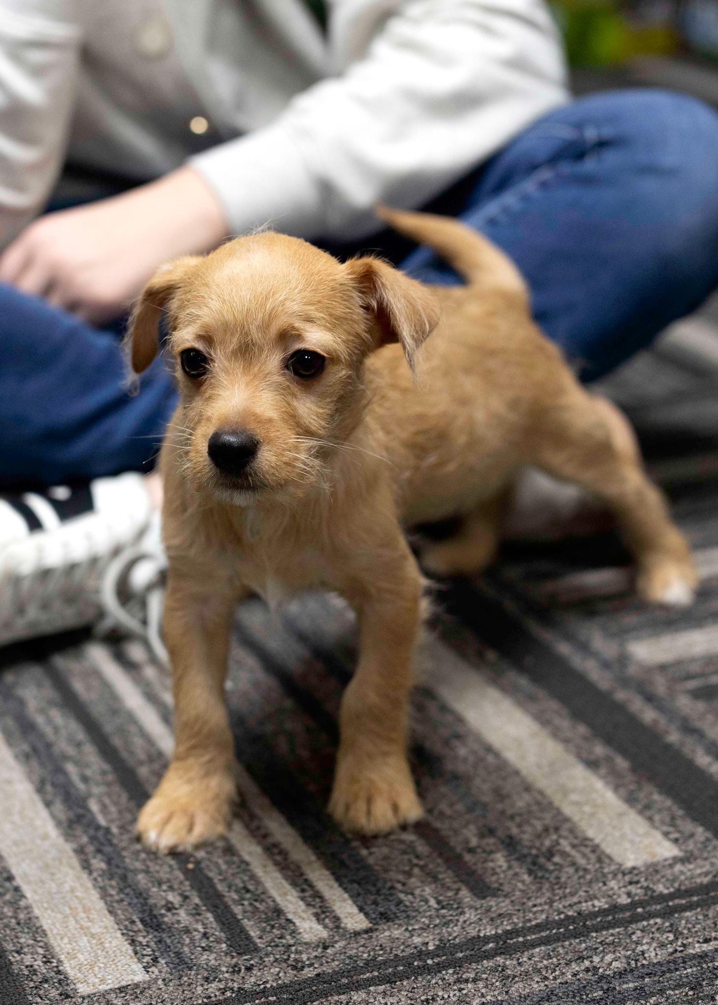Epsilon, a Adopted mixed breed in West Richland, WA image 2/4