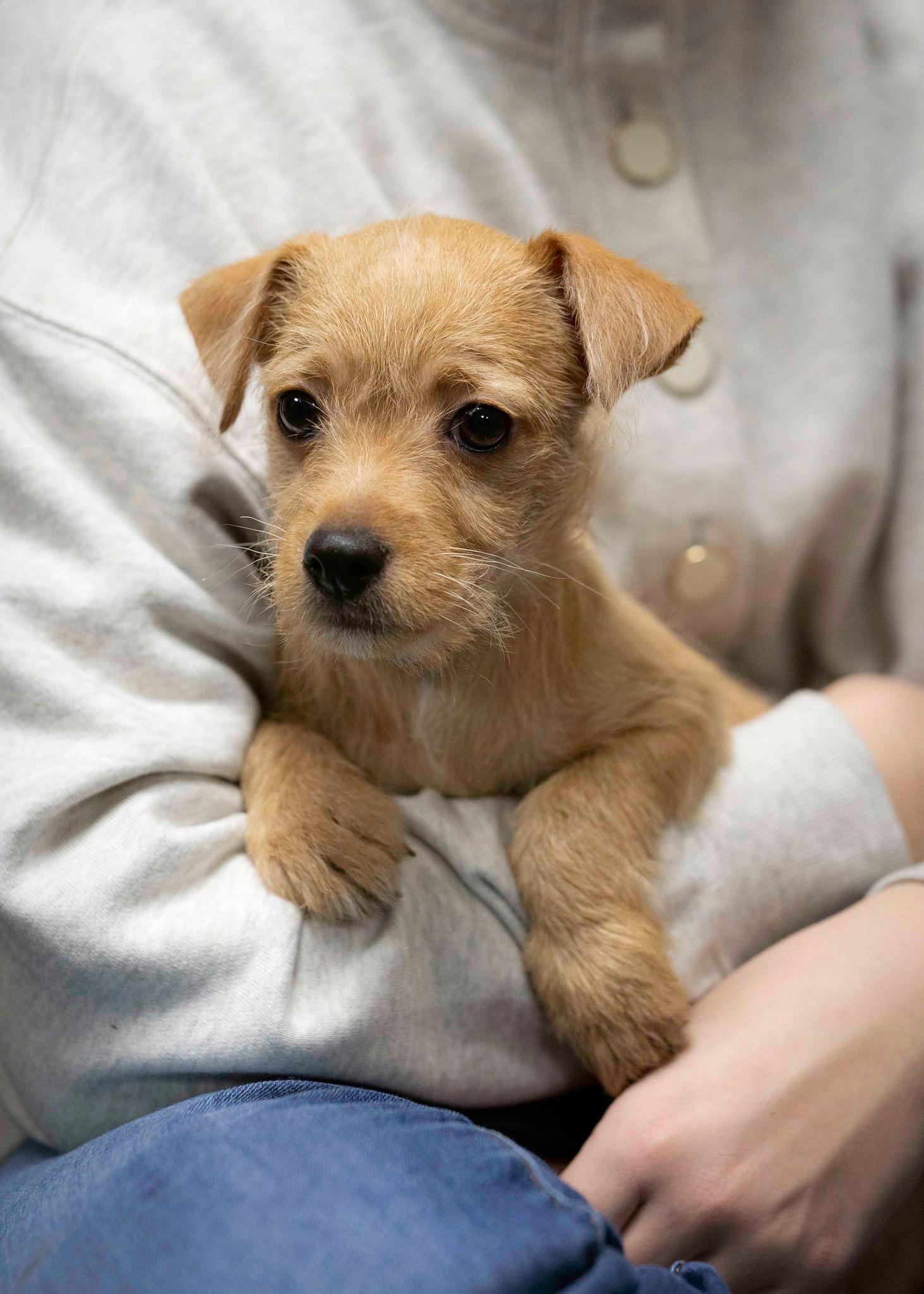 Epsilon, a Adopted mixed breed in West Richland, WA image 3/4