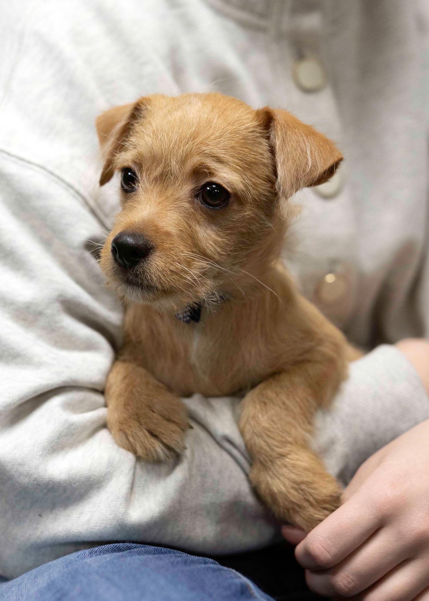 Epsilon, a Adopted mixed breed in West Richland, WA image 4/4