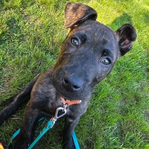 Enlarge Porter- In Foster Care, an adopted mixed breed in Honesdale, PA image 2/4