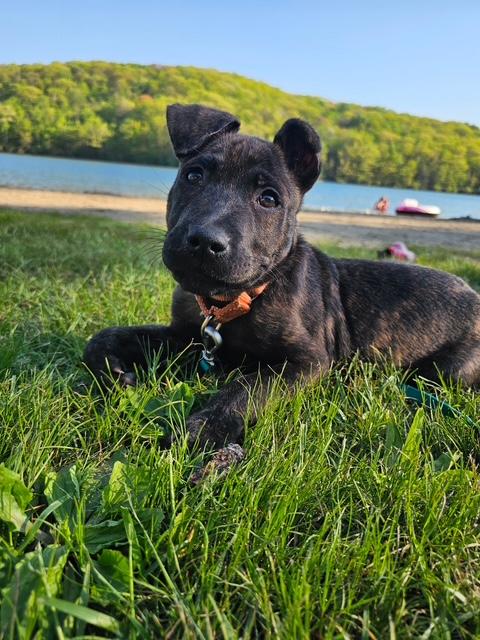 Enlarge Porter- In Foster Care, an adopted mixed breed in Honesdale, PA image 3/4