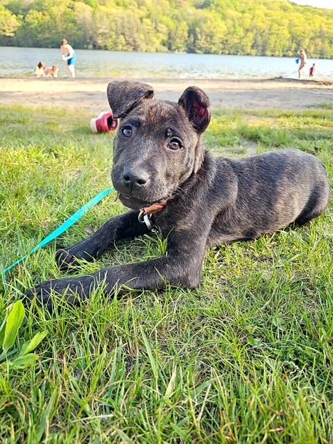 Porter- In Foster Care, adopted, Puppy Male Shepherd & Pit Bull Terrier.