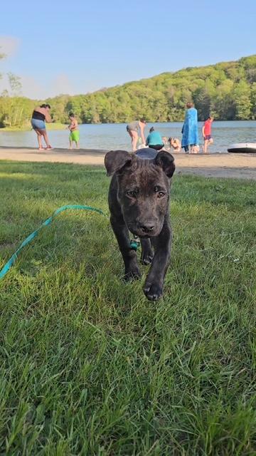 Enlarge Porter- In Foster Care, an adopted mixed breed in Honesdale, PA image 4/4