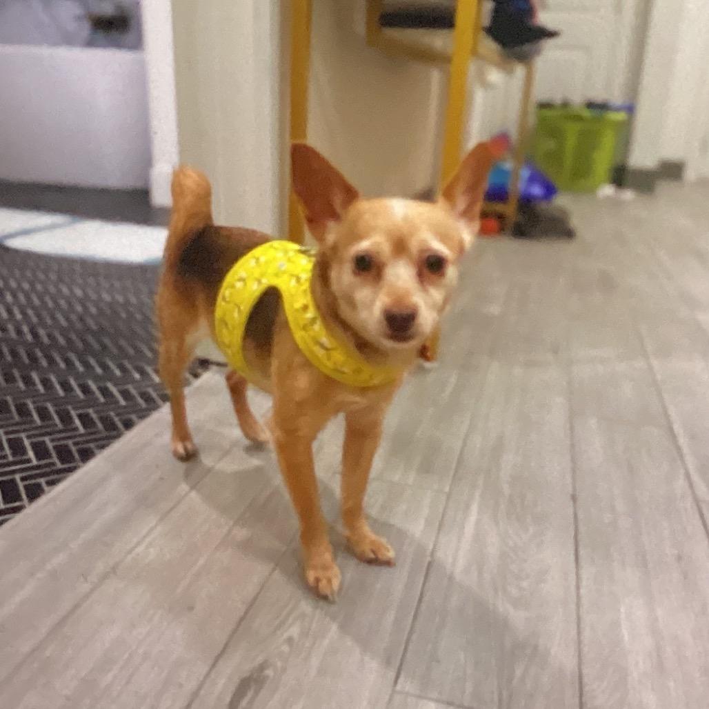 Yoti, Adoptable, Adult Female Chihuahua.