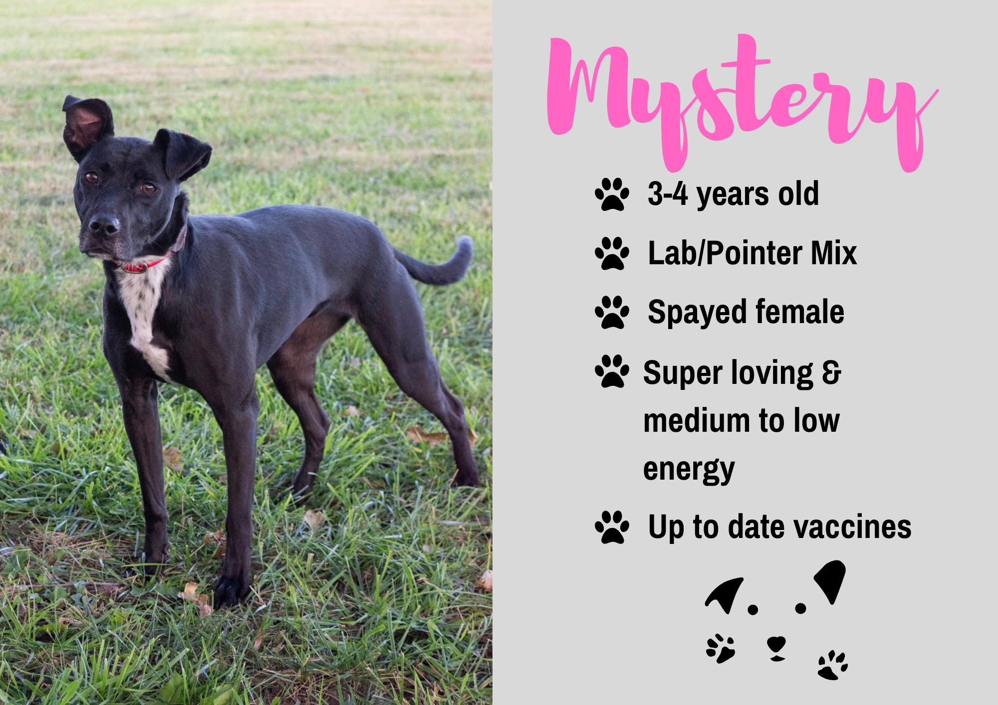 Mystery, Adoptable, Adult Female Black Labrador Retriever & Pointer.