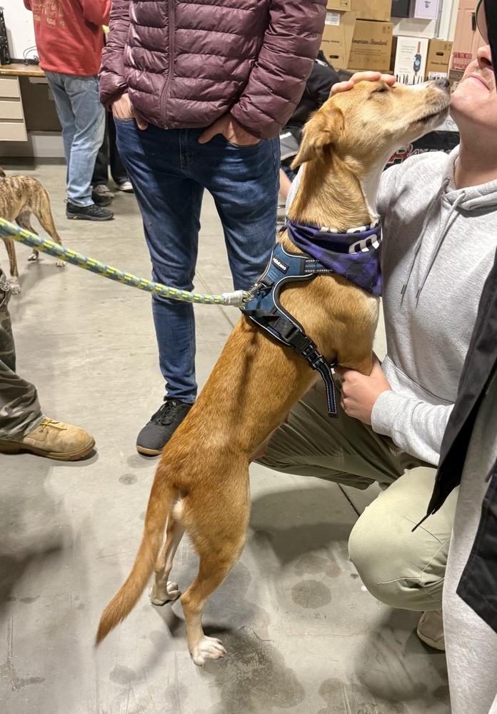 Bambi, a Adoptable mixed breed in Middletown, CT image 1/6