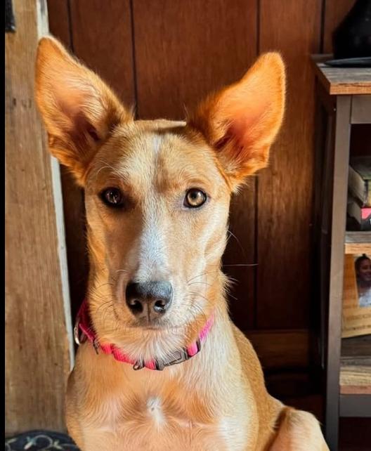 Bambi, a Adoptable mixed breed in Middletown, CT image 2/6