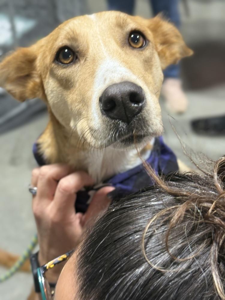 Bambi, a Adoptable mixed breed in Middletown, CT image 3/6