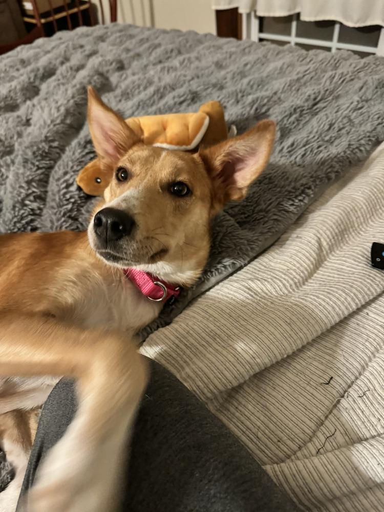 Bambi, a Adoptable mixed breed in Middletown, CT image 4/6