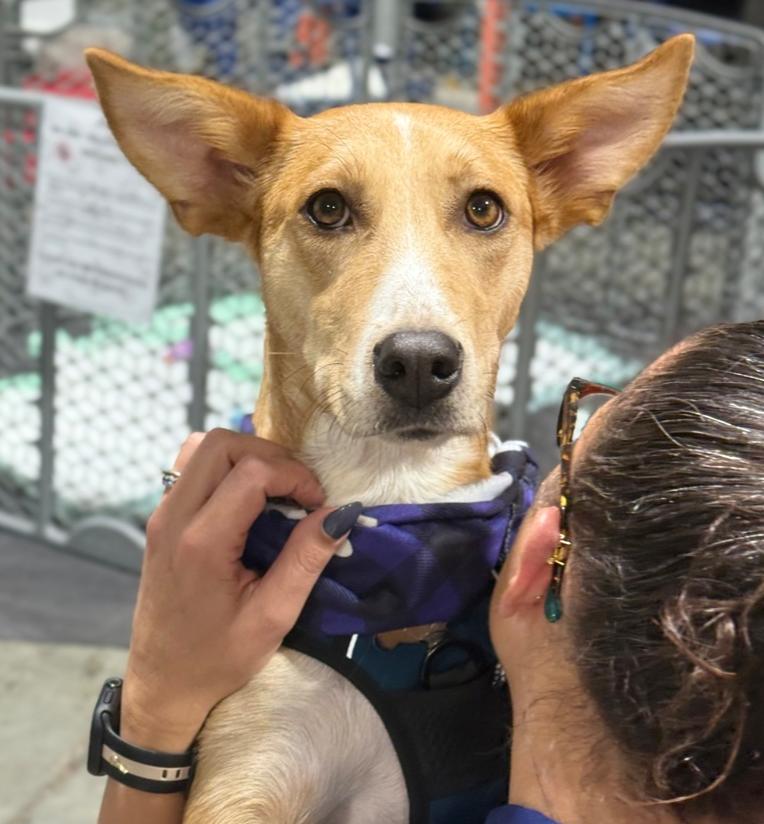 Bambi, a Adoptable mixed breed in Middletown, CT image 5/6